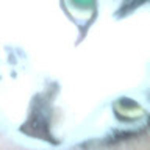 Meet your Posher, Tis